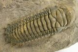 Colorful Crotalocephalina Trilobite - Atchana, Morocco #325872-1